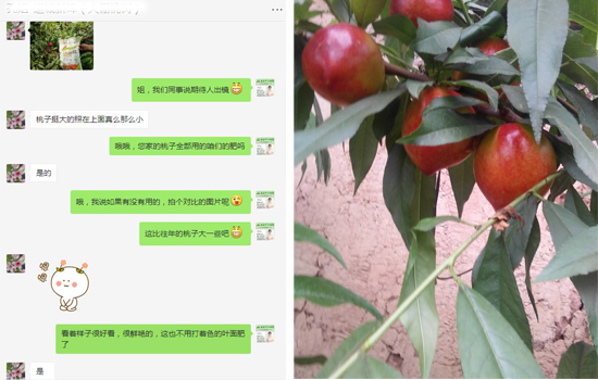 油桃客户反馈图