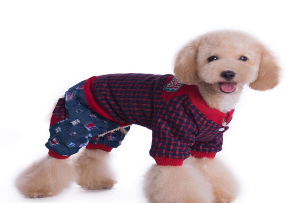 哪里有狗衣服批发