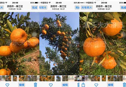 四川柑橘转色增甜用什么牌子叶面肥好,稼乐夫水溶肥