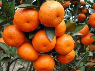 柑橘上用什么肥料好