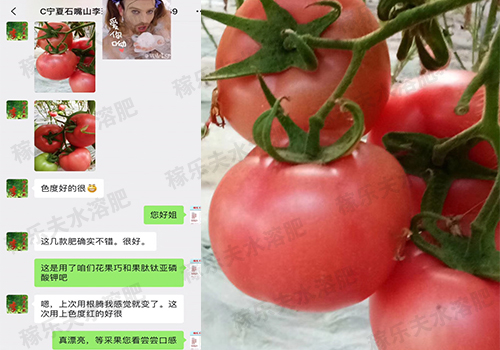 宁夏石嘴山番茄种植户李姐效果反馈