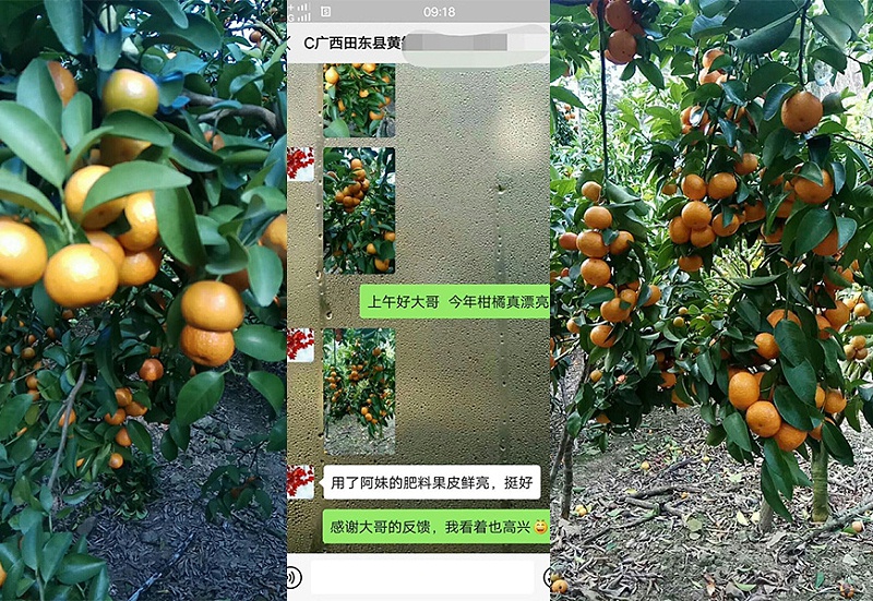 广西田东县柑橘种植户黄哥