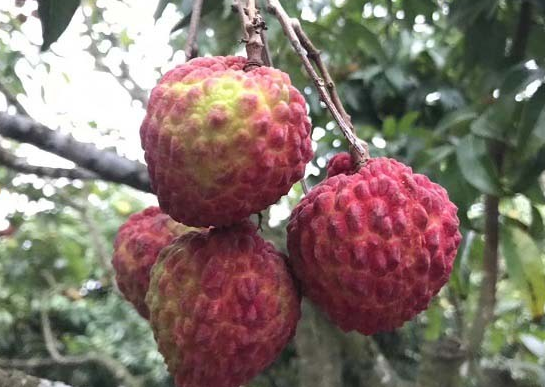 荔枝