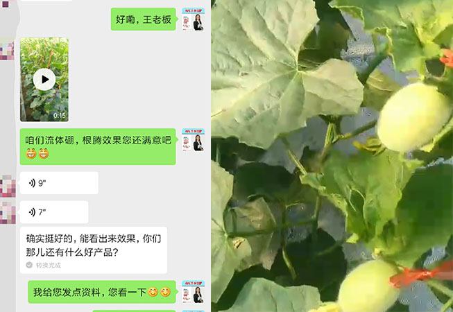 山东海阳市甜瓜种植户王老板
