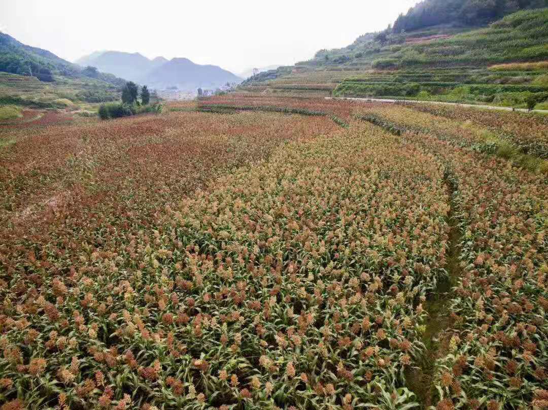 从厨师到酿酒师,用全自动酿酒设备酿出美酒,酿出红火日子 从厨师到酿酒师,用全自动酿酒设备酿出美酒,酿出红火日子