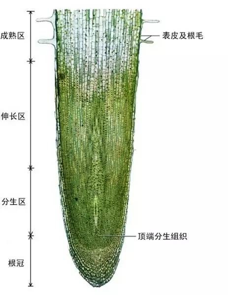 植物根尖结构图