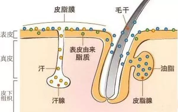 为什么春节过后头发容易油腻?