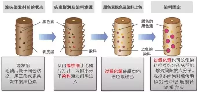 染发是什么原理_男生染发颜色大全(3)