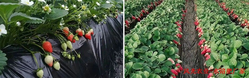 種植草莓該怎樣施肥,風光農業水溶肥