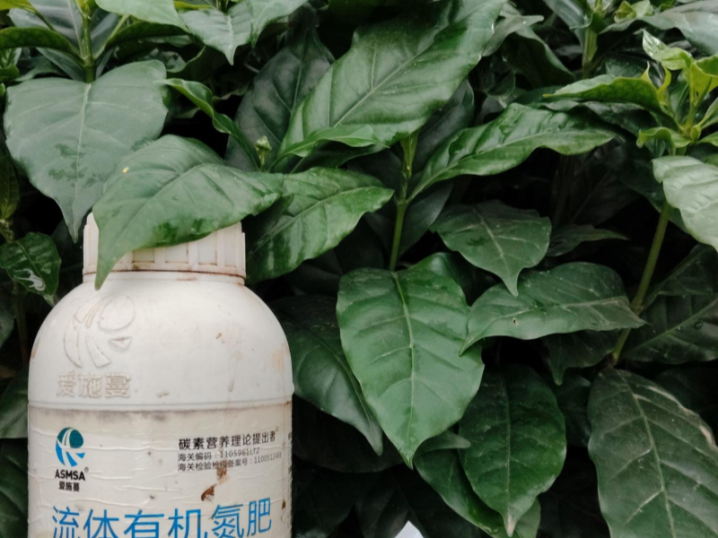 咖啡施肥—蔓叶流体有机氮肥