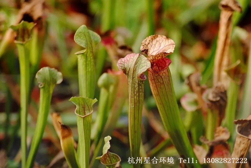 花园养护-哪些植物会吃动物?