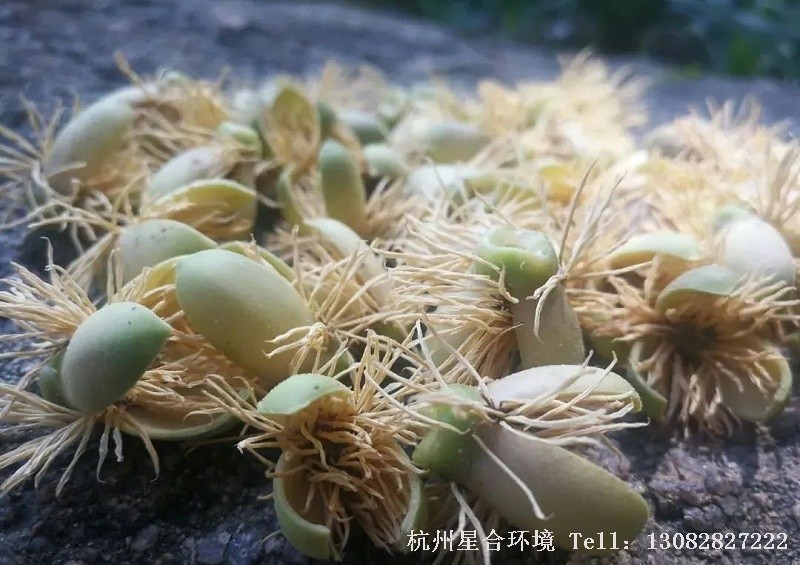 花园养护-植物存在近亲繁殖或隔代繁殖吗?