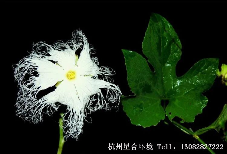 花园养护-植物有生物钟吗?