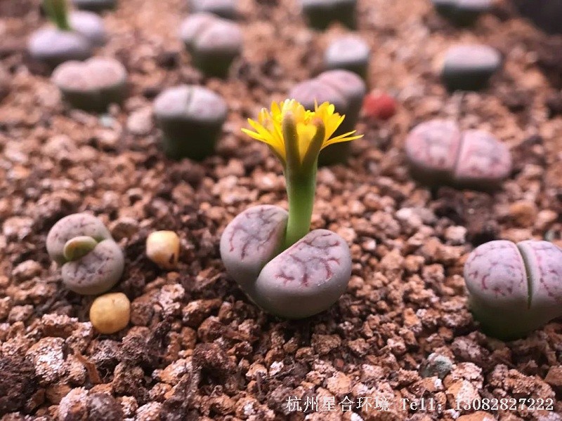 花园养护-哪些植物具有变色、拟态的仿生功能?