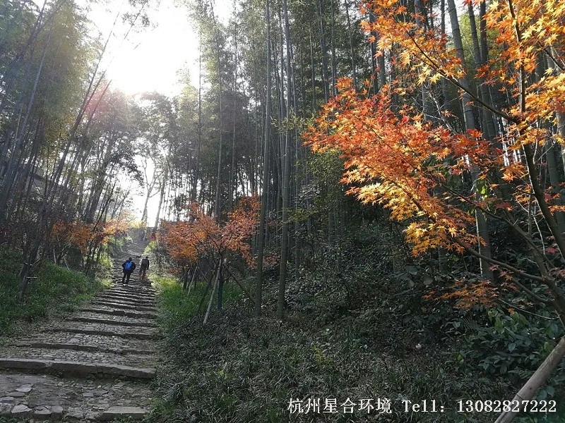 枫树岭是以前香客经茅家埠去天竺诸寺进香的传统古道。每至秋风起早霜落时，红林尽染，尤为美丽。