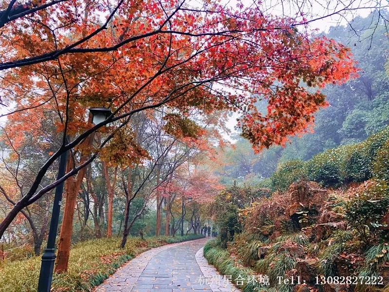 法喜寺东侧有一景石上书“枫坞霜红”，周边鸡爪槭、乌桕、枫香交相辉映，绿化养护为山色增添绚丽色彩。