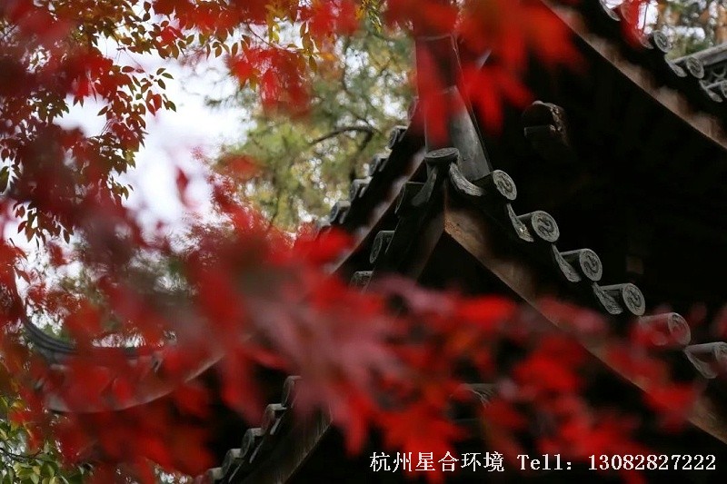 秋意渐浓，层林尽染。在这个色彩斑斓的季节，走进耐阴植物，一起品鉴耐阴植物绿化养护的秋冬景观，看耐阴植物绽放属于自己的光彩。