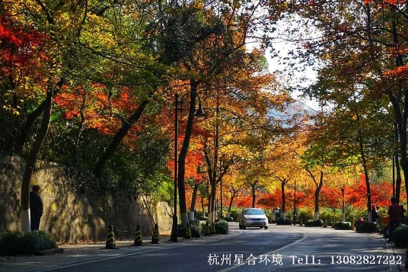 龙井路两侧绵延不断的枫香，间植红枫、鸡爪槭，从黄到红，层层递进，绿化养护美得恰到好处。