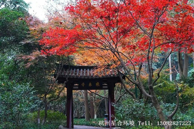 飞来峰牌坊位于玉液幽兰，石阶两侧绿化养护鸡爪槭红叶灿烂如霞、相互交织，于曲径通幽处若隐若现。