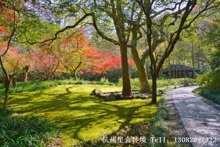 鸡爪槭栽植于苔藓之上，下层苔藓浓密鲜绿，上层鸡爪槭灿若朝霞，色彩对比强烈，层次分明，景观透视线清晰。