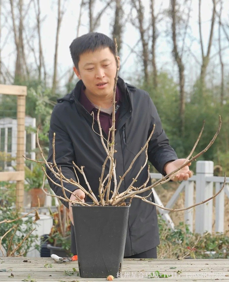 按品种大类划分，常见的庭院养护绣球品种有大花绣球、乔木绣球、圆锥绣球、栎叶绣球。