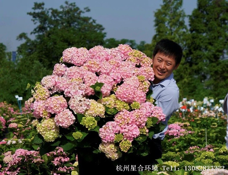 庭院养护-大花绣球