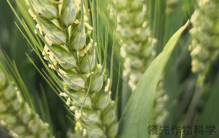 小麦扬花期追肥海藻肥-领先作物科学小麦
