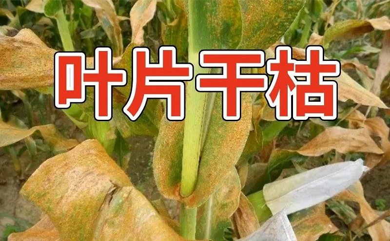 玉米锈病