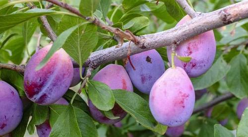 西梅，喜锐施水溶肥