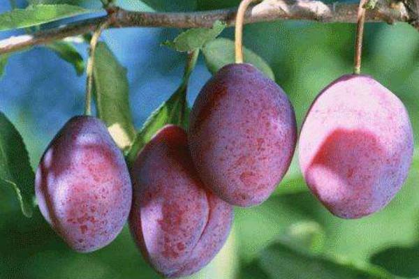 西梅，喜锐施水溶肥