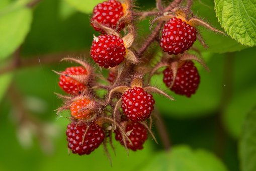 树莓,喜锐施水溶肥 树莓,喜锐施水溶肥