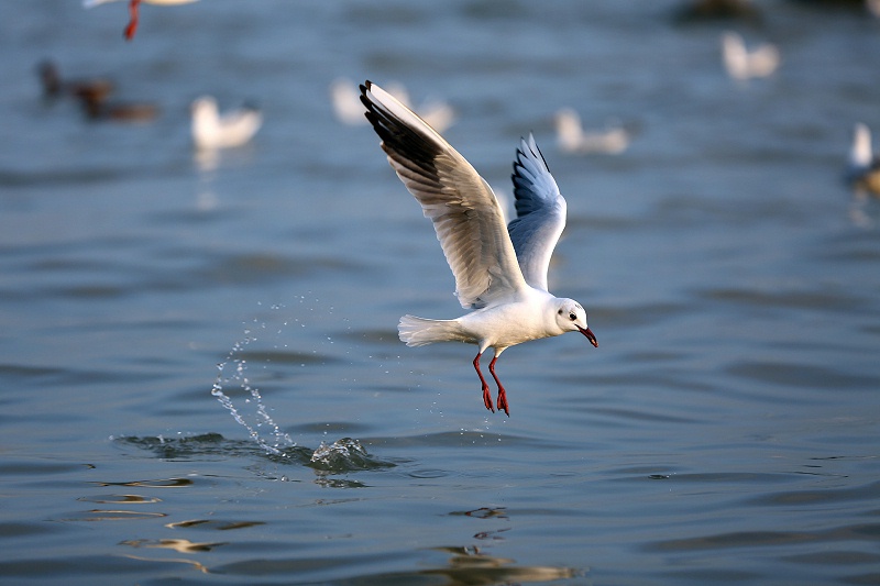 海鸥喝水 海鸥喝水