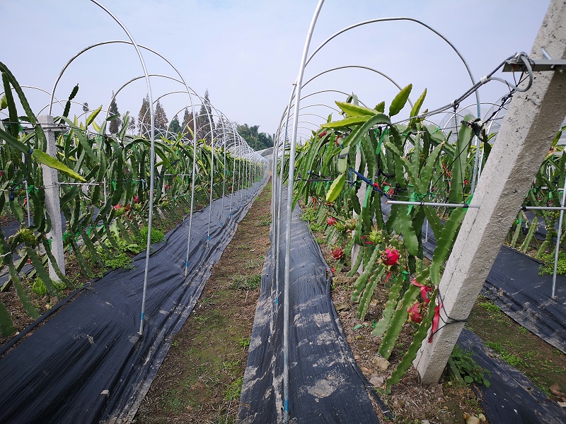大棚种植净饮水解决方案 大棚种植净饮水解决方案