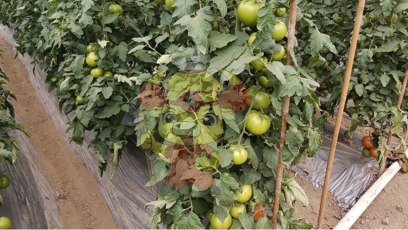 Water-soluble fertilizer-Native chef tomato